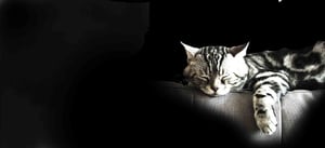 IN-FLUENCE Hero Katze Kontakt black