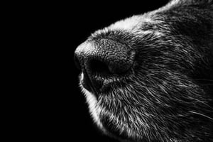 IN-FLUENCE Hund sw