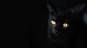 IN-FLUENCE cat brand hero_HD