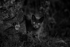 IN-FLUENCE-Cat_1